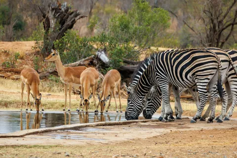 Kruger, Lowveld