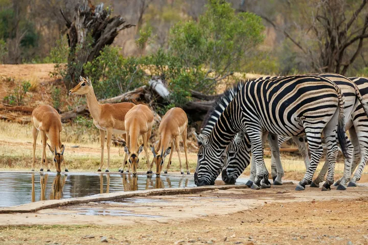 Kruger, Lowveld